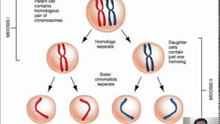 33  Meiosis 12 [upl. by Armalla]