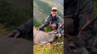 Sitka Blacktail Deer  Alpine Hunting 🦌 ALASKA [upl. by Winnick]