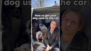 HOW TO get your dog used to the car 🐶 dog car dogtraining [upl. by Pryor577]