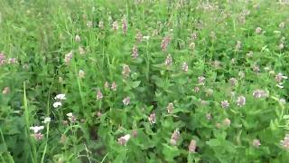 Meeting Nettle Leaf HorseMint in the wild [upl. by Carlisle]