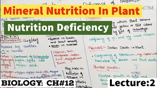 Mineral Nutrition In Plants Macronutrients and Micronutrients In plants  Deficiency of Nutrients [upl. by Adalai624]