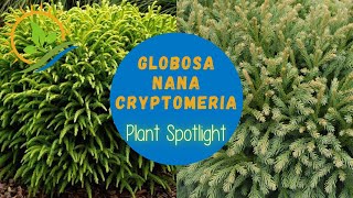 Globosa Nana Cryptomeria  Plant Spotlight [upl. by Bolitho]