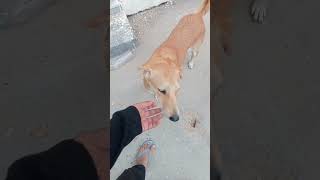 quotLove Makes Strongquot doglover dog shorts trending viralvideo bhoot love cartoon kids [upl. by Suneya]