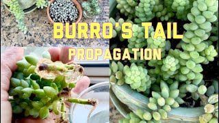 Easy way on How to Propagate Burro’s Tail  Sedum Burrito Propagation [upl. by Staten]