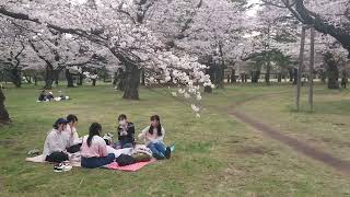 小金井公園 桜 花見 たてもの園前広場  江戸東京たてもの園  いこいの広場 Koganei Park Walk [upl. by Nalced85]