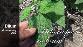 Indian heliotrope Heliotropium indicum  part 1 [upl. by Grous]