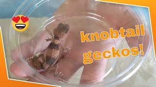 Knobtail Geckos Care amp 4 different species [upl. by Iadam]