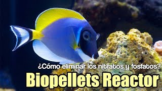 ¿Cómo eliminar los nitratos fosfatos biopellets Reactor de Bulk Reef  Mi acuario marino  Cap 4 [upl. by Casilda]