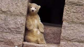 Eisbären Mama Vilma mit Sohn Fiete  Rostock Zoo  Der unfreiwillige Plumps ins Wasser [upl. by Dicky]