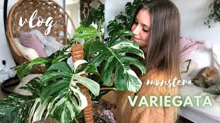 Jai trouvé une monstera variegata chez Truffaut [upl. by Dagley509]