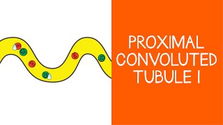 22 Renal Proximal Convoluted Tubule Part 1 [upl. by Urita]