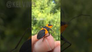 Large Milkweed Bugs Encounter [upl. by Philipa113]