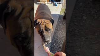 Junior’s unbalanced diet dogfood mastiff [upl. by Semaj]