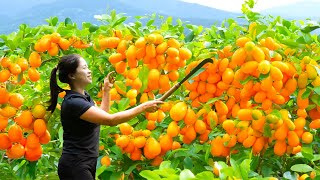 Harvesting Kumquat amp Goes To Market Sell  Gardening And Cooking  Lý Tiểu Vân [upl. by Haramat]