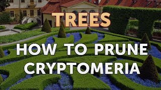 How to Prune Cryptomeria [upl. by Ingraham237]