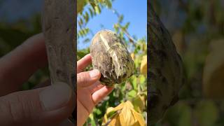 How to grow Chinese Rear Fruit and Colour Custard fruitbeautifulnaturalfruitgradntrendingsong [upl. by Myk358]