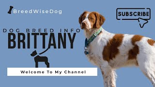 Brittany Dog Breed  Complete Guide and Information [upl. by Akienom]