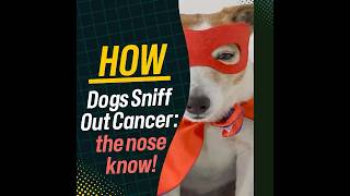 🐶 How dogs sniff out cancer the nose knowsshorts [upl. by Lletnahc770]