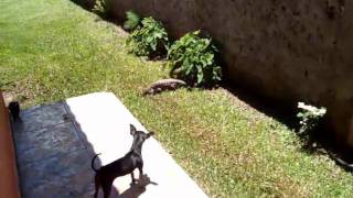 Vale Tudo  Pinscher X Lagarto [upl. by Giselle610]