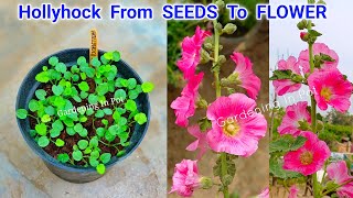 How to Collect Hollyhock Seeds FallSpring Planting [upl. by Joelle]