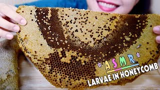 ASMR Eating Larvae in Honeycomb Exotic food eating sound PART 06 LINHASMR [upl. by Ssegrub399]