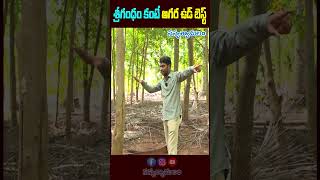 Agarwood is better than srigandhamశ్రీగంధం కంటే అగర ఉడ్ బెస్ట్  agarwood oud srigandham [upl. by Ury]