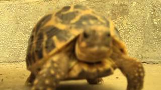 Big Star Tortoise Close Up Taking Breath [upl. by Ilbert]