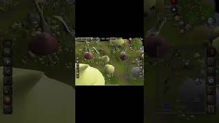 Birdhouse run on osrs mobile [upl. by Annaehs232]