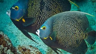 Cozumel Mexico Diving French Angelfish [upl. by Ahtelrac]