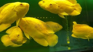 lemon yellow oscar fish  Aquarium fish tank video [upl. by Rainie]