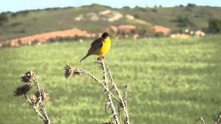 Emberiza melanocephala  Blackheaded Bunting  Kara başlı kiraz kuşu [upl. by Casavant]