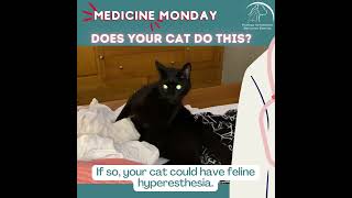 Feline Hyperesthesia Facts [upl. by Fransis]