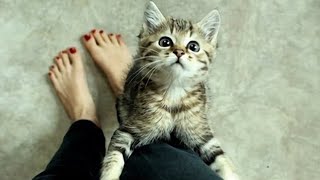 These Cats Wait For Your Return No One Does It 😍 Best CAT VIDEOS 2024 [upl. by Apilef522]