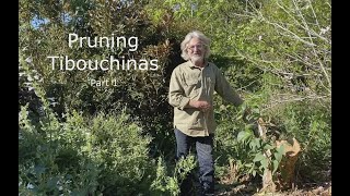 How to Prune Tibouchinas [upl. by Abehshtab779]