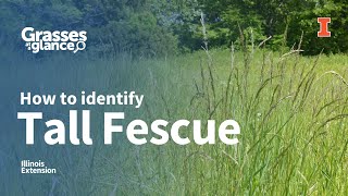 How to Identify Tall Fescue  Grasses at a Glance [upl. by Uranie]