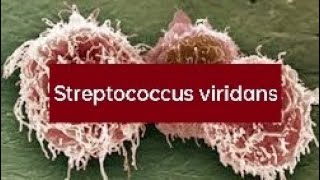 Streptococcus viridans II Streptococcus II Viridans Streptococci [upl. by Mehsah231]