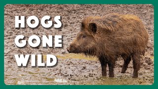 Hogs Wild Fighting the Feral Pig Problem [upl. by Artamas]