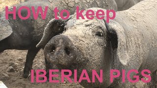 HOW to keep IBERIAN PIGS [upl. by Pegma]