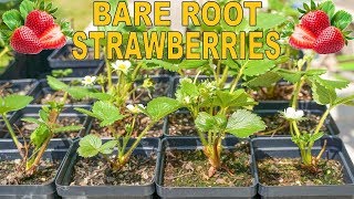 How To Grow Strawberries From Bare Root From Start To Finish [upl. by Ruddy]