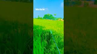 Dasi pind 😱🌾viralvideo subscribe shorts shortvideo subscribe shorts shorts subscribe shorts [upl. by Aihsakal]