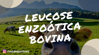 Leucose Enzoótica Bovina 009 [upl. by Solhcin346]