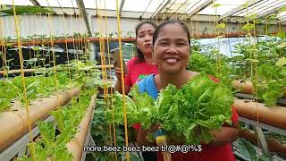 Aquaponics Lettuce and Pechay Free Harvest Para Sa Mga Neigborhood vlog 12 [upl. by Cyma86]