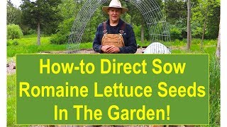 Gardening Tips Howto Direct Sow Romaine Lettuce Seeds in the Garden [upl. by Ahmar]