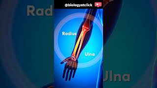 Bones in the human body l names and animation [upl. by Abebi]