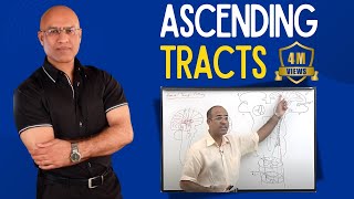 Spinothalamic Tract  Ascending Tracts  Spinocerebellar Tract  Neuroanatomy [upl. by Nnyleuqcaj]