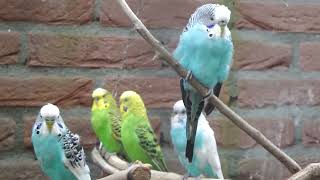 parakeet parkieten geluiden lovebirds sounds budgerigar sounds birdsounds budgies budgie [upl. by Acissey]