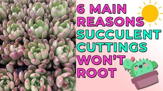 Main Reasons Succulent Cuttings Wont Grow Roots [upl. by Ainedrag]