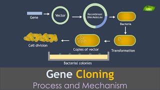 Gene Cloning Animation  Genetic Engineering  Basic Science Series [upl. by Kenzie341]