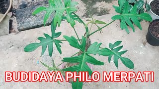 BUDIDAYA PHILODENDRON PEDATUM ATAU SERING DISEBUT PHILODENDRON MERPATI [upl. by Winter334]