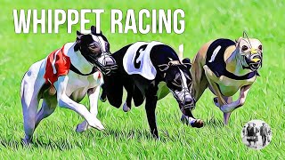 Whippet Racing [upl. by Dorren274]